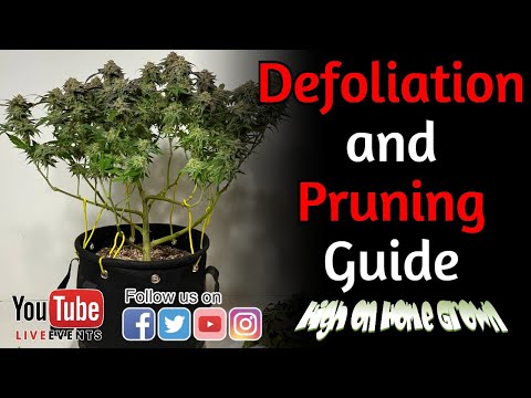 Cannabis News | Defoliation and Pruning Guide | @HighonHomeGrown Episode 145