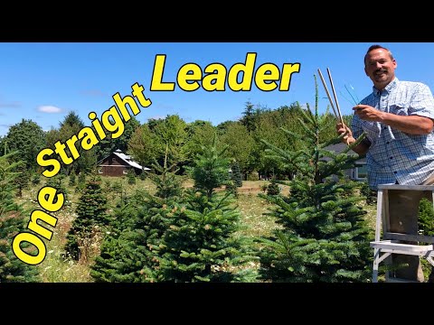 Christmas tree farming: How to tie tops during Christmas tree shearing. Correcting multiple leaders