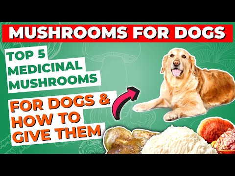 Top 5 Medicinal Mushrooms for Dogs and How to Give Them