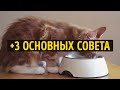 КАК НАЙТИ ОБЩИЙ ЯЗЫК СО СВОИМ КОТОМ