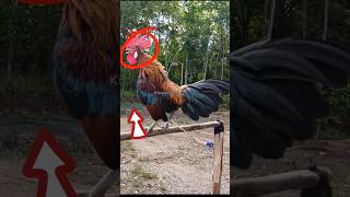 Download lagu Pancingan suara ayam hutan pikat super ampuh #ayam #ayamhutan #rooster #trending mp3