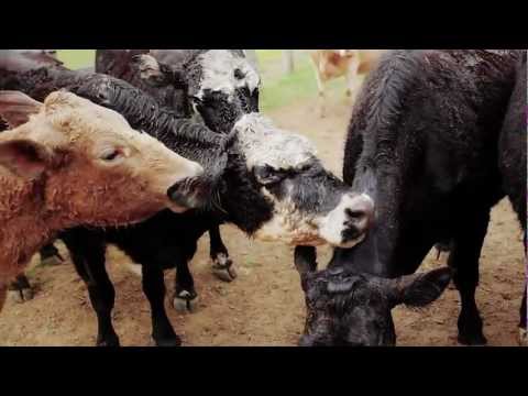 Cows Fed Whiskey Mash at Mountain Green Farm