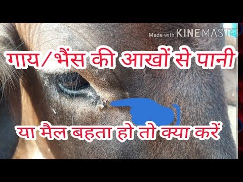 download lagu mp3 mp4 Buffalo Eyes, download lagu Buffalo Eyes gratis, unduh video klip Buffalo Eyes