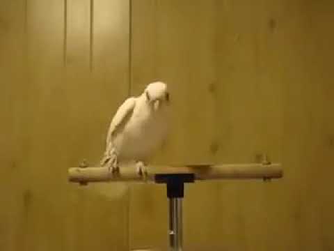 saluuu calal xabiib scw