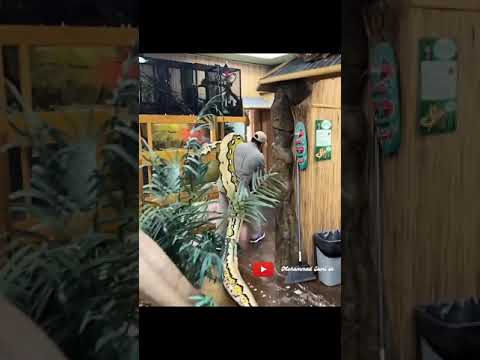 When no one is around to help move a 22 foot, 250lb snake