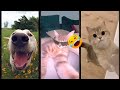 Funny Cats 2025 ️ Cat Fails Magicmewtv Ep 2550