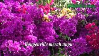 Download lagu BOUGENVILLE, Broery Marantika, editor:maymintaraga mp3 Download lagu BOUGENVILLE, Broery Marantika, editor:maymintaraga mp3