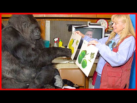 Gorila Que Aprendeu a Falar Revela Segredo Surpreendente Sobre os Humanos!