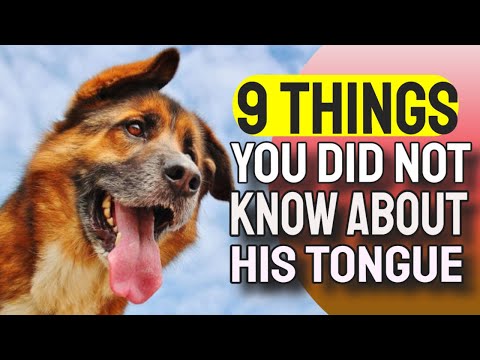 👅9 THINGS you did not know about your DOG's TONGUE