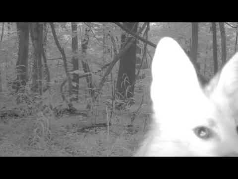 [FREE] GHOSTEMANE SCARLXRD HEAVY DISTORTED TYPE BEAT 'VIRTUS' (PROD. DED333)