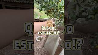Que OVO estranho!? 😐🤨 #pokemon #pokemonnintendo #pokemontcg #pokemoncards