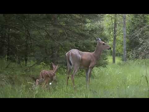New Life At The Property. Meet The Little One.