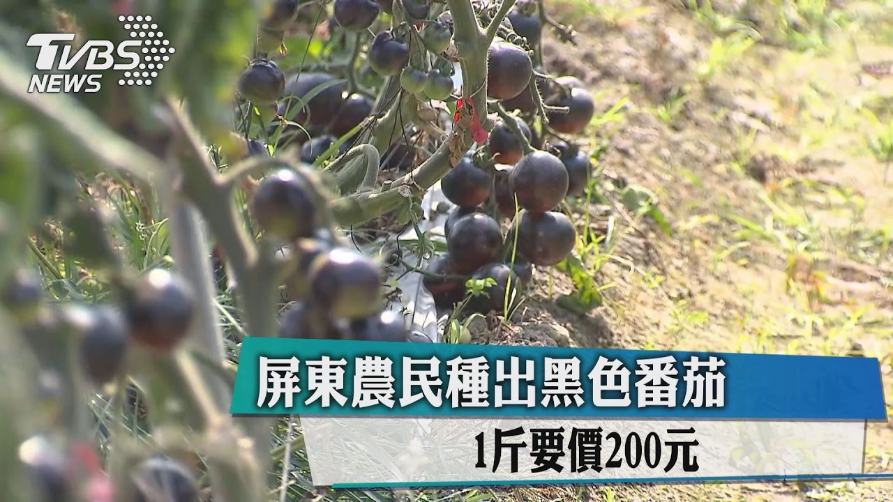 屏東農民種出黑色番茄　1斤要價200元