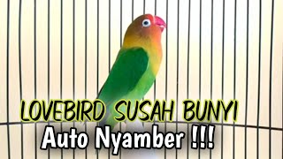 Download lagu Suara Burung Lovebird NGEKEK PANJANG, Pancingan Lovebird PALING CEPAT BIKIN BUNYI mp3