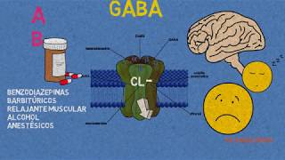 Receptores GABA: Benzodiazepinas, barbitúrcos y anestésicos.