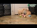 Bichpoo dogs for sale: Pudding - Video 1