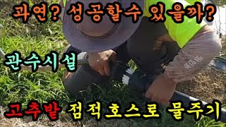 고추농사 고추밭에 점적호스로 고추밭에 물을줘봤습니다