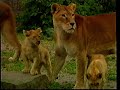 Løverne I Zoologisk Have København
