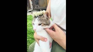 さんぽ　　(峠の春夏〜癒しの動物たちと亡き愛猫コロ)
