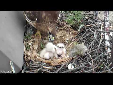 A Face-To-Face With Red-tailed Hawk Hatchlings During Feeding Time – May 1, 2019