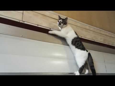 three cats of the week #1