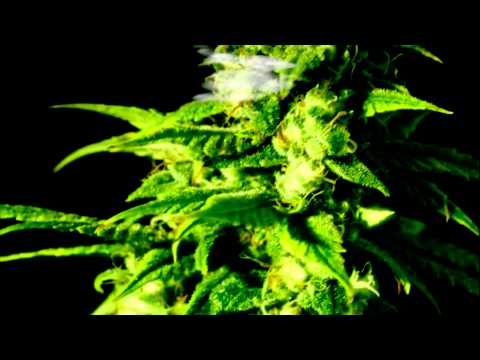 BATE SA x SVETLA - PUF PAF