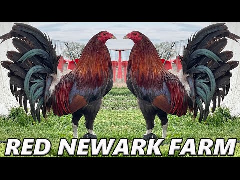 Quality !! RED NEWARK FARM - Beautiful Birds Farm Visit
