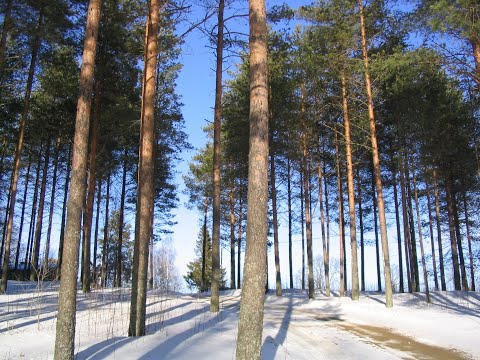 Metsolan metsäkoulu 125 - Jounin kannattavuusvinkit 6-10