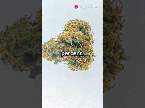 Top 10 Strongest Weed Strains Ranked (2025 Update)