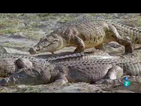 El lado oscuro de los cocodrilos | Grandes Documentales