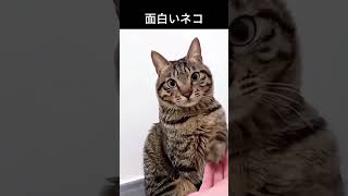 とっても面白いネコちゃん#ネコ #面白いネコ #猫動画 #かわいいネコ #ネコの日常