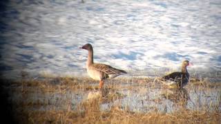 preview picture of video 'Tundra Bean-Goose with Greater White-fronted Goose, St. Paul Island, Alaska.  20 May 2012.'