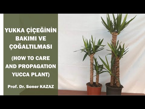 , title : 'Yukka Çiçeğinin Bakımı ve Çoğaltılması. How To Care Yucca Plant.'