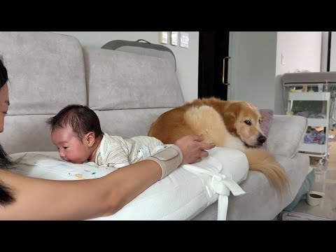 아기에게 엄마 옆자리 빼앗긴 리트리버의 질투