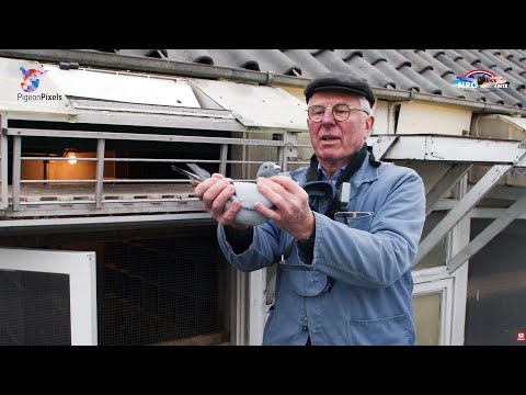Nat. NPO/WHZB/TBOTB '23 Winners: 1st Ace Pigeon Youngbirds: Willem de Bruijn, Reeuwijk