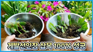 게발선인장 꽃피우는법 제대로 알려드려요!! 게발선인장 삽목 성공 후 관리법!!