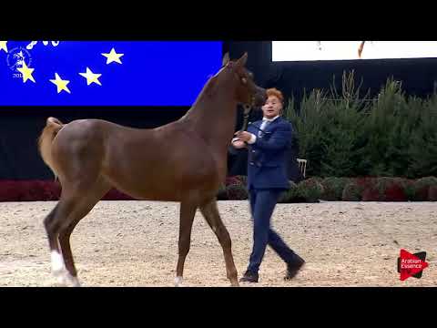 N.43 AJMER MONISCIONE - Lier 2018 - Yearling Colts (Class 2B)