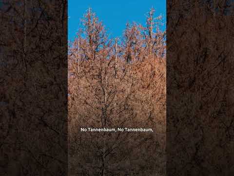 #NoTannenbaum – Hartmann Möbelwerke