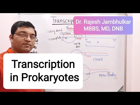 3. Transcription in Prokaryotes (New)