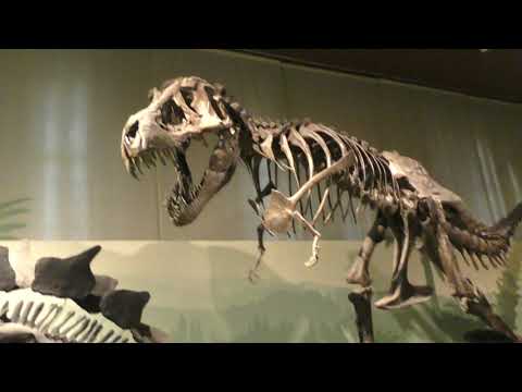 MUSEO DI STORIA NATURALE DI MILANO parte 3 di 4