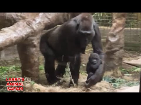Baby Jameela #8.  with Baby Kunda - April 20th    #gorillas
