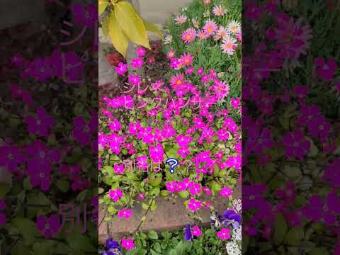 園芸 パンサープラント