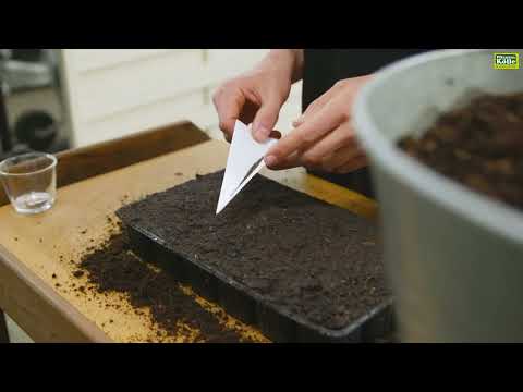 Thymian aussäen von Samen | Pflanzen-Kölle