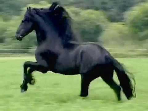 Cavalo Preto video