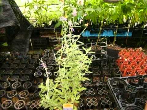 園芸 ロシアンセージ、アフガニスタンラベンダー