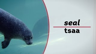 Learn to Speak Tlingit | How to say seal