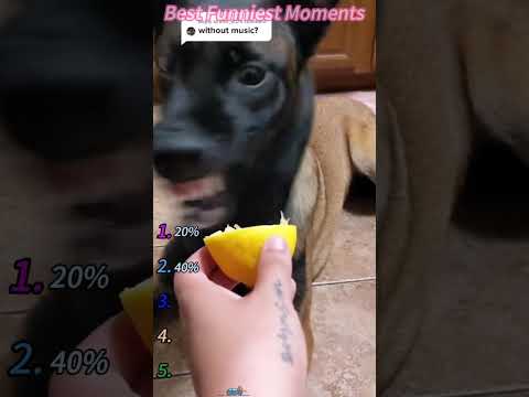 A Funny Dog #funny #funnydogs