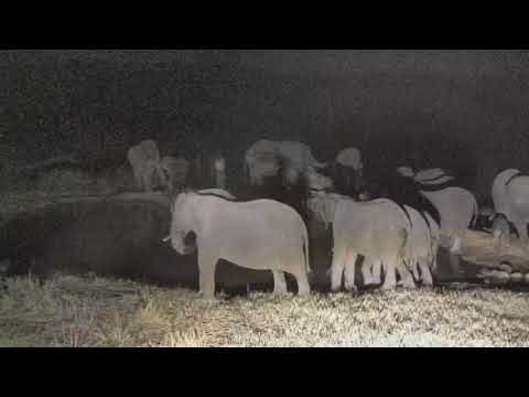 Djuma: Breeding herd of elephants - 18:30 - 07/19/18