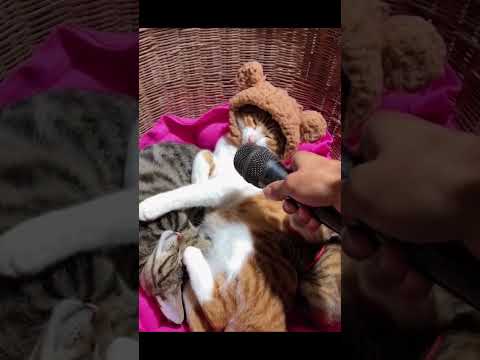 funny animals pers 😂🤣funny pers🤣#animals #pers#funny