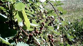 preview picture of video 'Picking Wild Blackberries in Oregon City, Oregon'